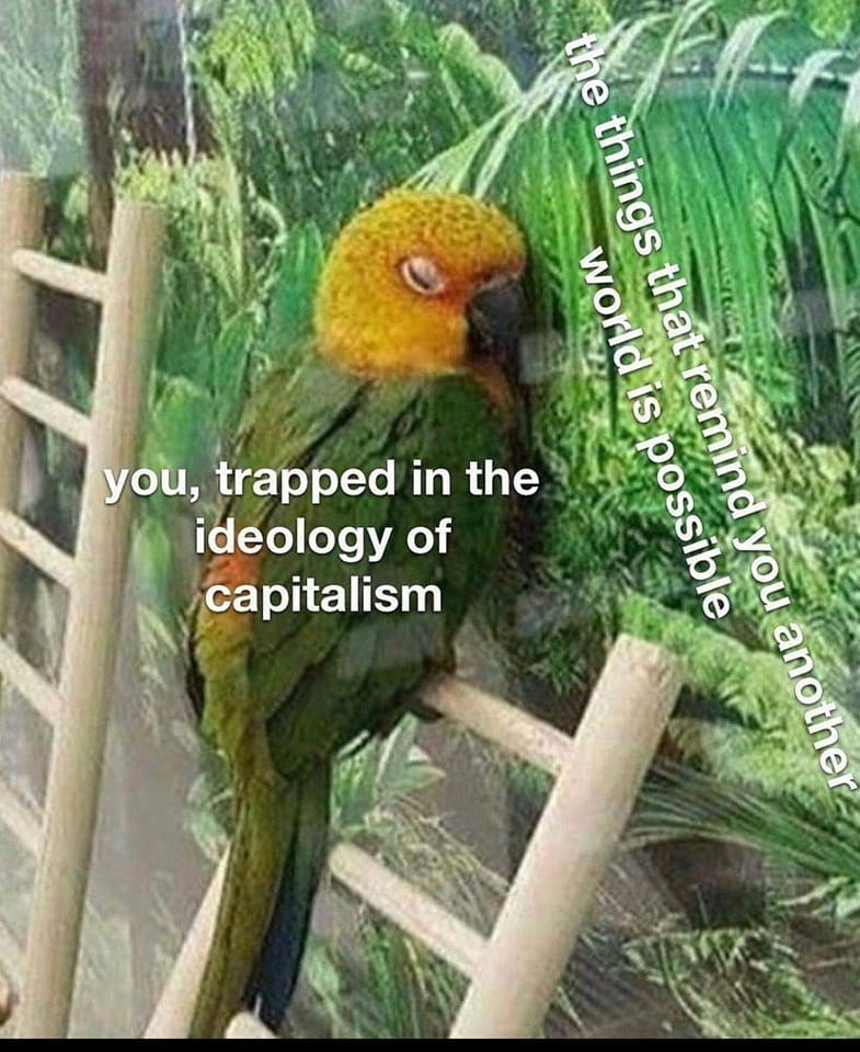 This meme features a parrot with a shocked expression, captioned "you, trapped in the ideology of capitalism" and "the things that remind you another world is possible". The image is meant to be humorous and relatable, poking fun at the idea that even in a capitalist society, there are still people who are aware of and want to change the system. The parrot's expression is meant to convey a sense of surprise and wonder at the idea of an alternative world, which is a common feeling for those who are aware of the problems of capitalism and want to change it.